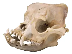 Bulldog cranium 2004