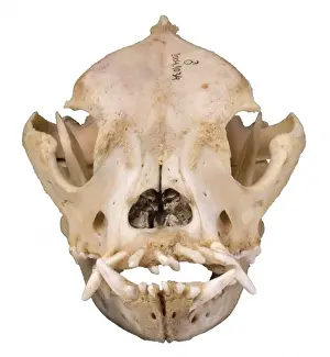 Bulldog cranium 2004