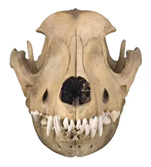 Bulldog cranium c. 1860