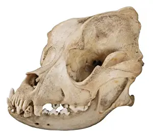 Bulldog cranium c. 1860
