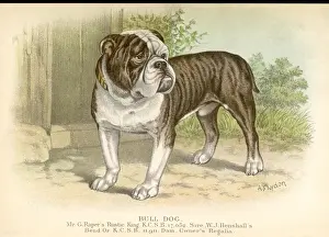 Bull Dog Prints: Bulldog / Dalziel