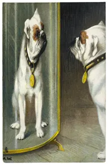 Admires Prints: Bulldog Distorted - 2
