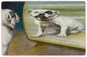 Admires Prints: Bulldog Distorted - 3