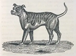Bull Dog Prints: Bulldog Engraving / Brown