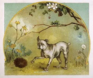 Bulldog and Hedgehog