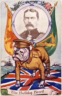 Bulldog and Kitchener