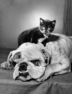 Bulldog and Kitten