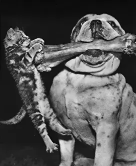 Bulldogs Prints: Bulldog and kitten with bone