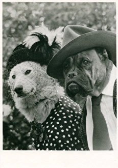 Bulldog and labrador in human dress on a postcard