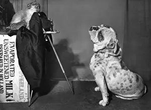 Bulldog and Monkey with camera