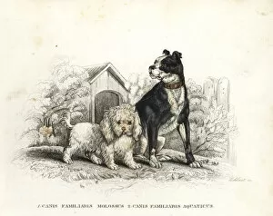 Poodle Collection: Bulldog and poodle