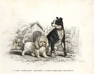 Aquaticus Gallery: Bulldog and poodle