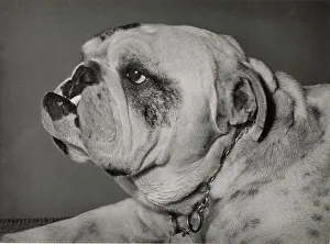 Bulldogs Prints: Bulldog in profile Date: 1950s