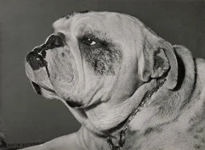 Bulldog in profile Date: 1950s