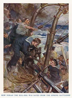 Humane Gallery: Bulldog rescued from sinking ship, First World War