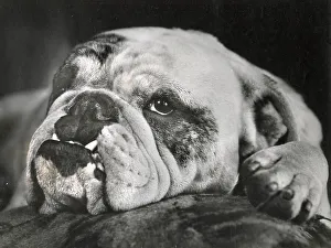 Closeup Prints: Bulldog resting its head Date: 1950s