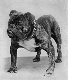 Bulldog / Rodney Stone /