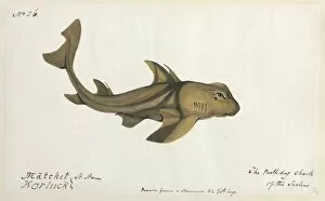Elasmobranchii Collection: Bulldog shark illustration