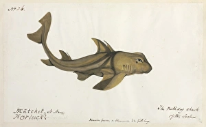Elasmobranch Collection: Bulldog shark illustration