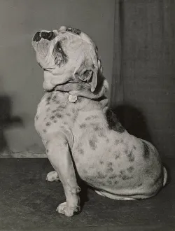 Bulldog sitting in profile Date: 1950s