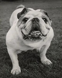 Bulldog standing Date: 1950s