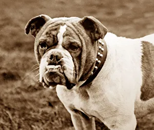 A bulldog, Victorian period