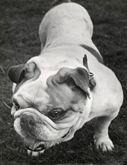 Bulldog viewed from above Date: 1950s