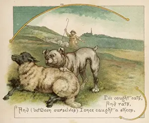 Worrying Prints: Bulldog Worries Sheep