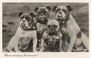 Bull Dog Prints: Bulldogs in Germany