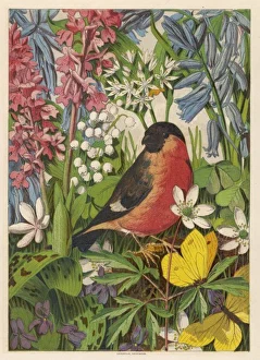 Bullfinch Collection: Bullfinch (Anon)
