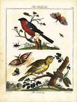 Recreation And Amusement Prints: Bullfinch, canary, butterfly, moth, etc