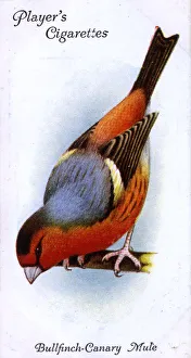 Bullfinch Collection: Bullfinch-Canary Mule