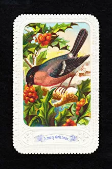 Bullfinch Collection: Bullfinch with holly on a Christmas card