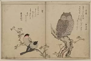 Bullfinch Collection: Bullfinch and horned owl