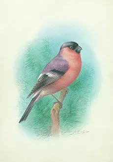 Bullfinch Collection: Bullfinch (male)