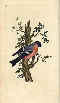 Bullfinch Collection: Bullfinch, Pyrrhula pyrrhula