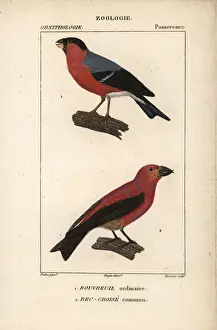 Engraved Prints: Bullfinch, Pyrrhula pyrrhula, and crossbill