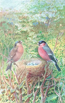 Rankin Prints: Bullfinches