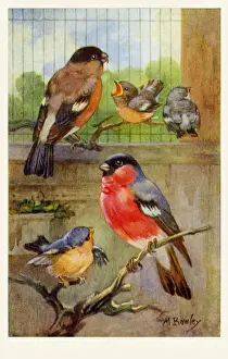 Bullfinches
