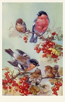 Bullfinch Collection: Bullfinches