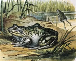 Bullfrog. Ranidae amphibian. Engraving from a