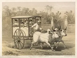 Bullock Cart