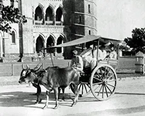 Bullock Prints: Bullock cart, Bombay (Mumbai), India