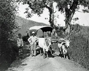 Bullock Prints: Bullock cart on a country lane, India