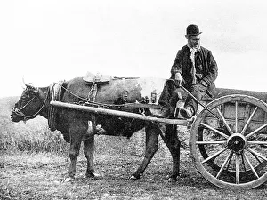 Bullock Prints: Bullock cart, Ireland