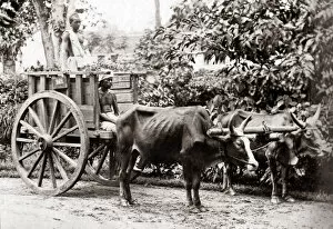 New Images May Collection: Bullock cart, Malaya (Malaysia) circa 1880s. Date: circa 1880s