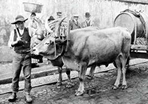 Bullock Prints: Bullock cart, Porto, Portugal, early 1900s