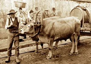 Bullock cart, Porto, Portugal, early 1900s