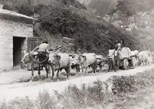 Bullock Prints: Bullock cart pulling stone from a quarry