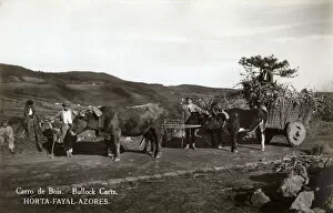 Horta Collection: Bullock carts near Horta, Faial (Fayal) Island, Azores